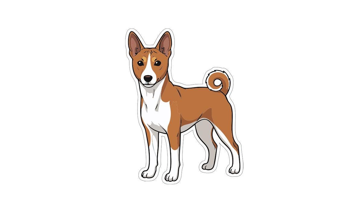A brown and white dog with a curled tail standing upright and facing the camera.