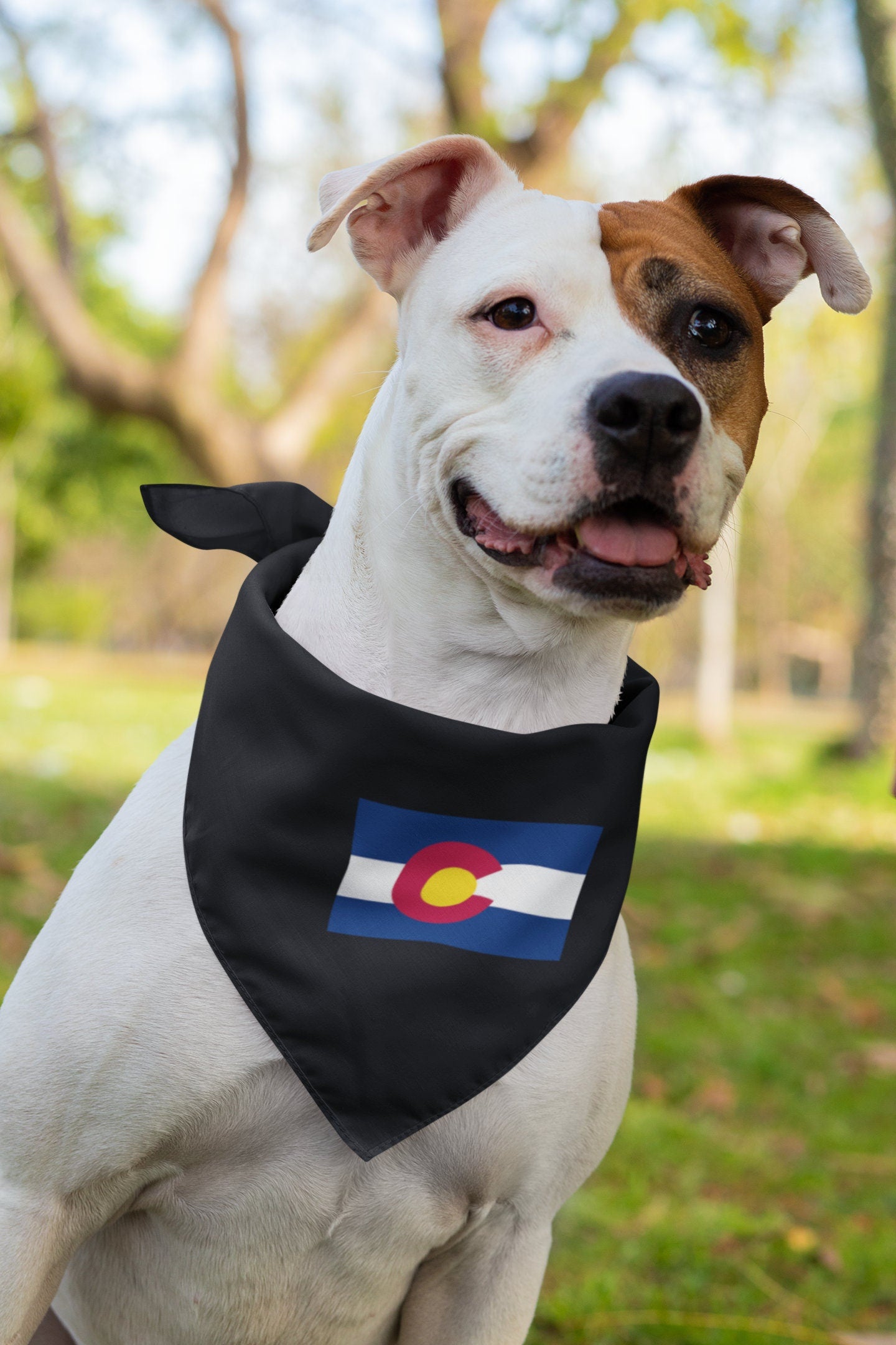 State of Colorado Flag Iron On Heat Transfer Vinyl HTV State  Denver  The Centennial State  Buffalo Plains State  Colorful Colorado